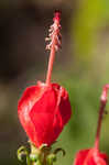 Wax mallow